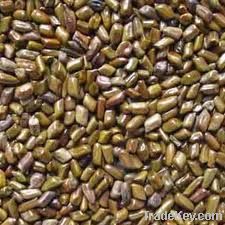 CASSIA TORA SEMEN SEED