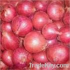 Onion, Indian Onion, .fresh onion