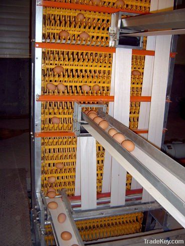 Automatic egg collecting system