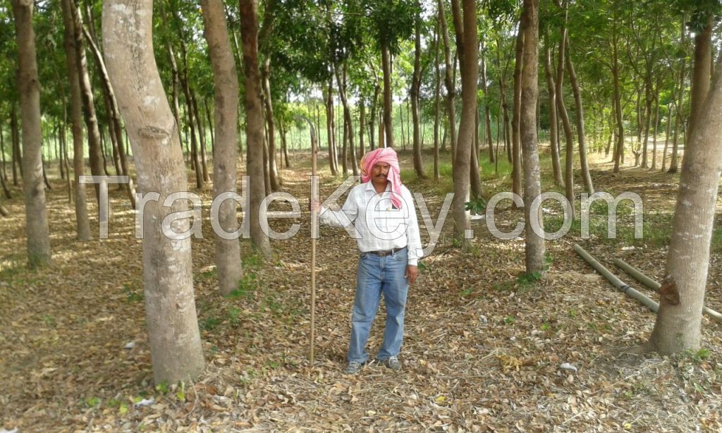 WOOD FROM AFRICAN MAHAGONY TREES