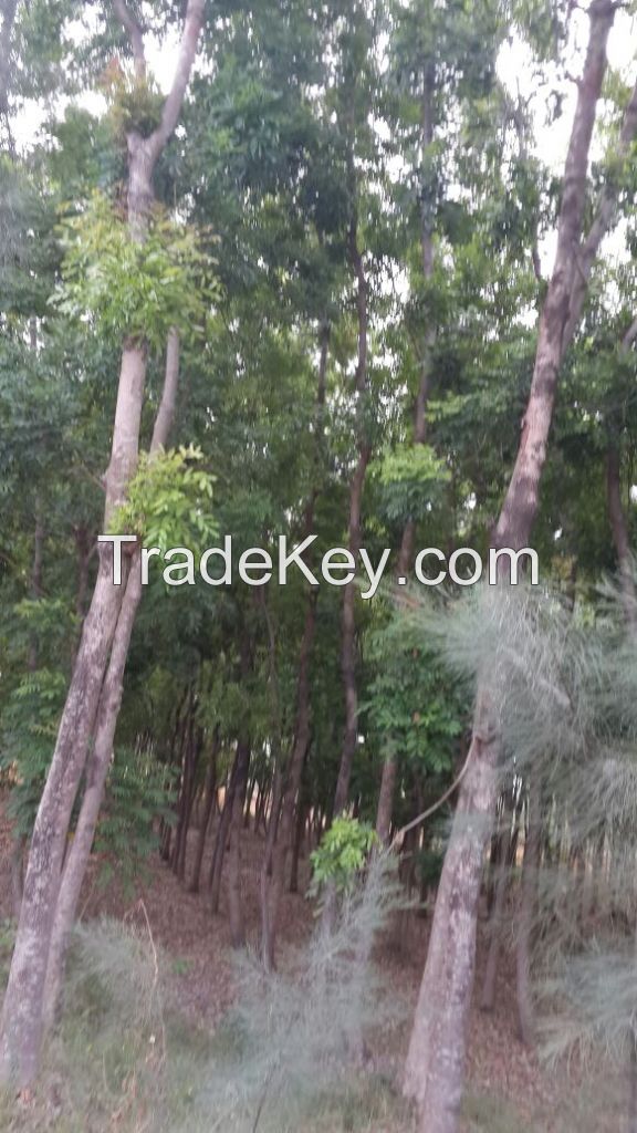 WOOD FROM AFRICAN MAHAGONY TREES