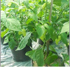 Bhut Jolokia Plant