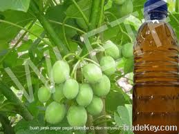 Jatrpha oil