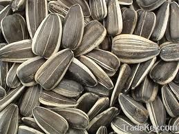 New Crop Sunflower Seeds Suppliers | Sunflower Seed Exporters, | Sunflower Black Seed  | Striped Black Seed | Flowers Seed | Sunflower Kernels