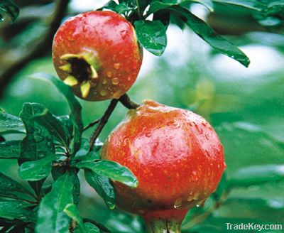 Pomegranate Extract/ISO9001, Kosher, Organic certificated