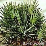 Saw Palmetto Extractï¼ŒTotal fatty acids >25%, 45%