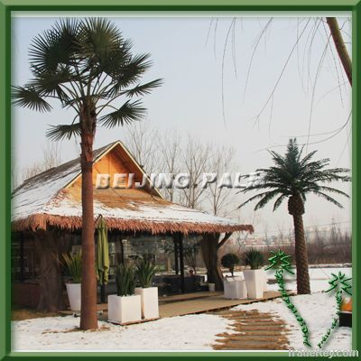 Outdoor washingtonia palm tree