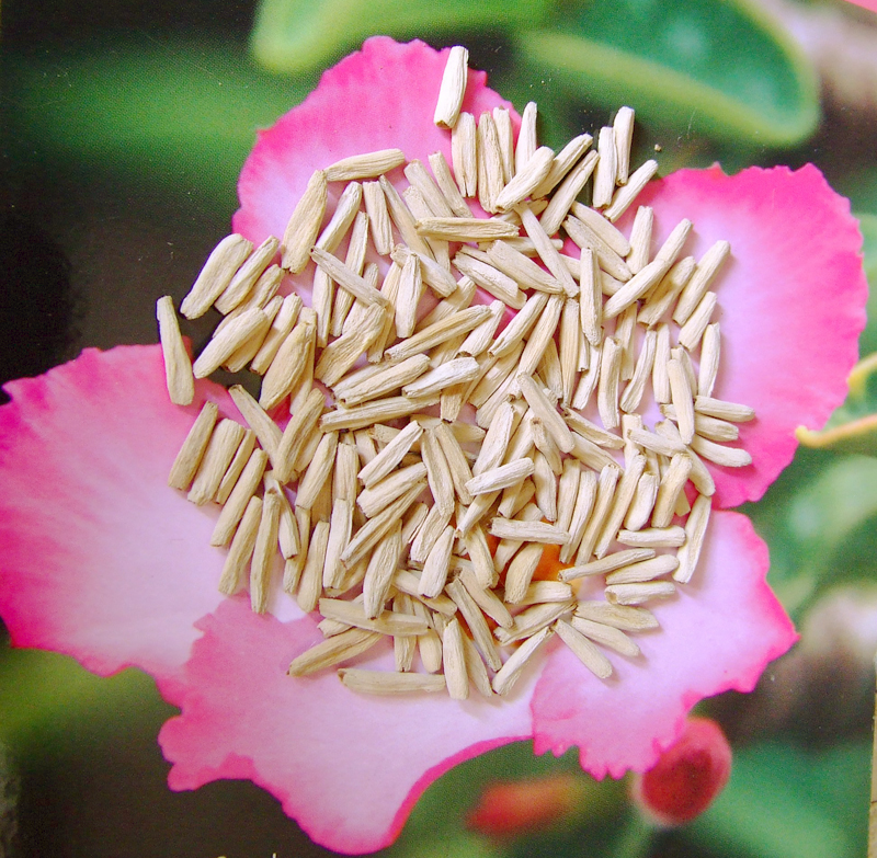 Adenium Obesum Mixed Color