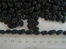 Black Beans