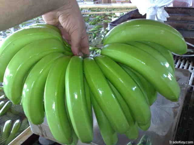 FRESH GREEN CAVENDISH BANANA