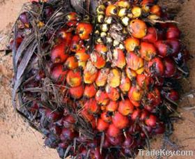 Crude Palm Oil