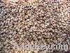 Toasted natural Sesame Seed