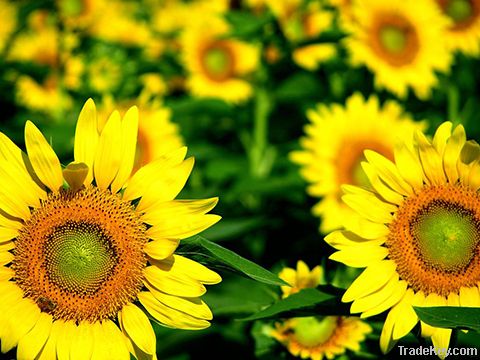 sunflower oil