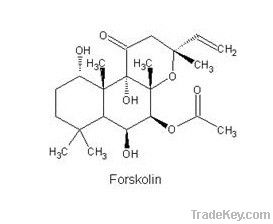 Coleus Forskohlii Extract