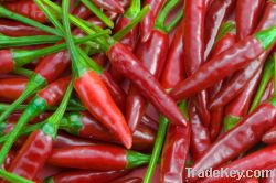 Capsaicin