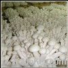 Fresh White Shimeji Mushroom