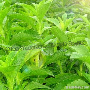 High Quality Stevia Leaf Extract Steviol Glycosides