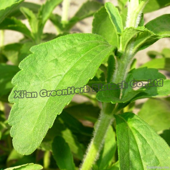 High Quality Stevia Leaf Extract Steviol Glycosides