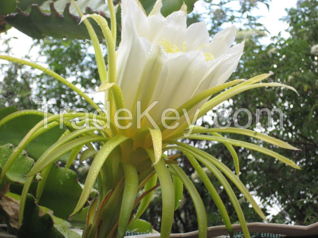 VFT's Dragon Fruit