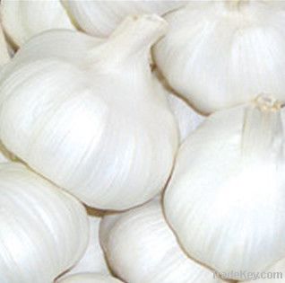 Chinese Fresh Pure White Garlic 2011 New Crop 5.5 CM