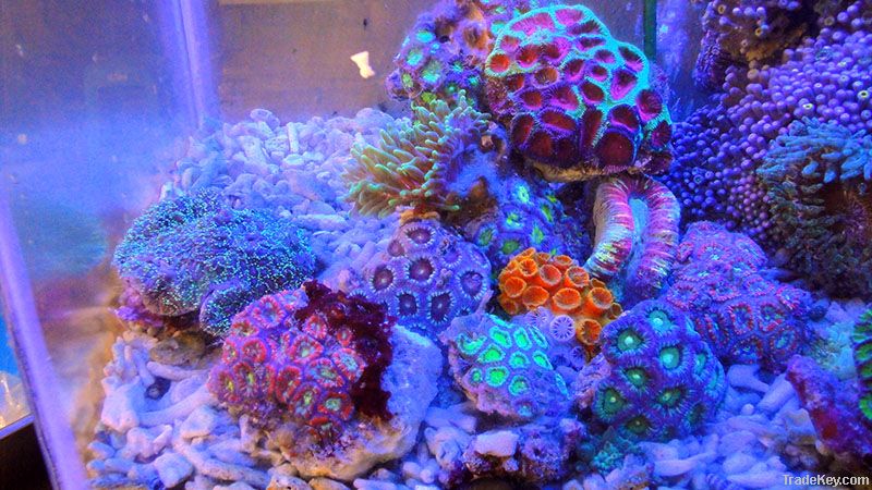 Live coral and Saltwater fish