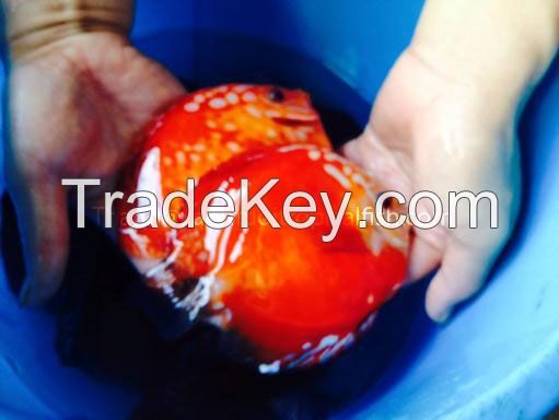 Vietnam discus fish for sale