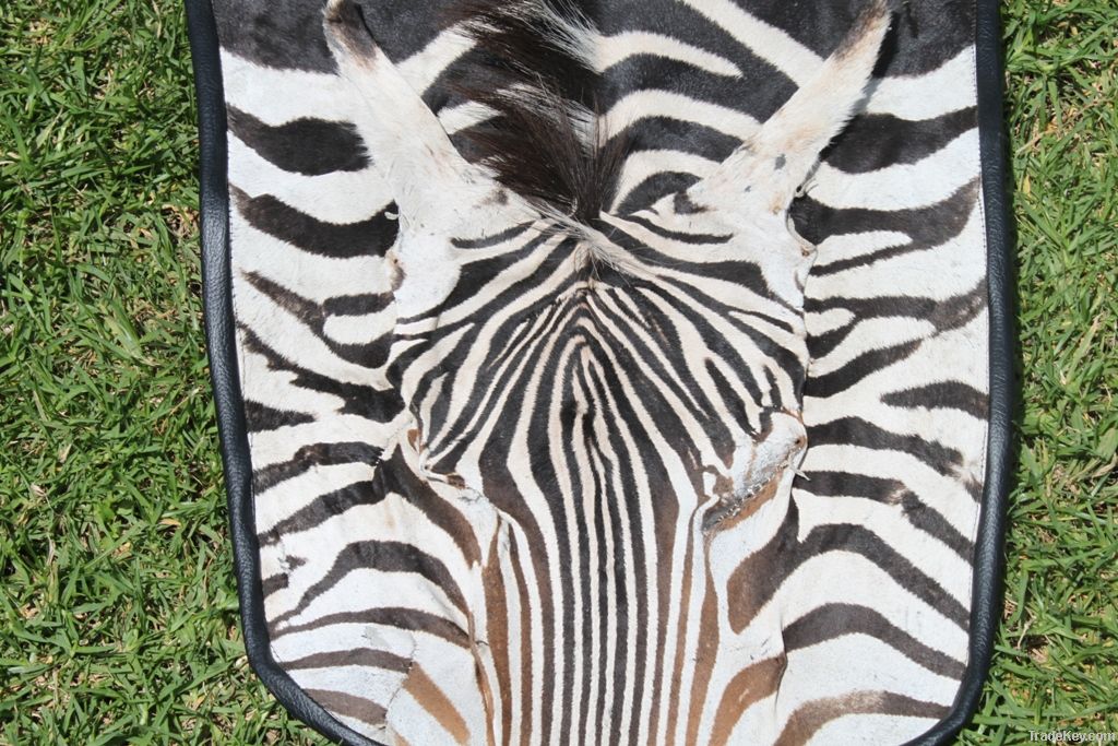 AFRICAN ZEBRA SKIN RUGS AT 10.3FT