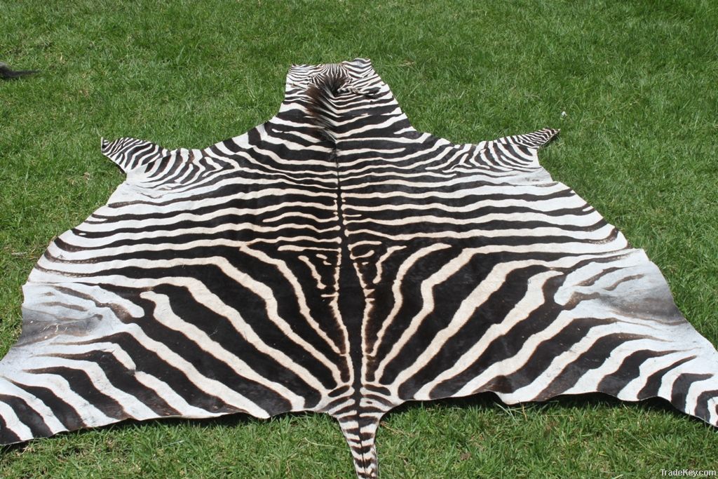 AFRICAN ZEBRA SKIN RUGS AT 10.3FT