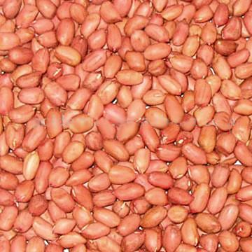 Groundnut kernel