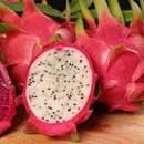 White flesh dragon fruit