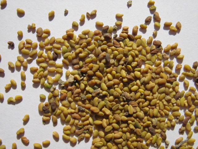 Alfalfa Pellets