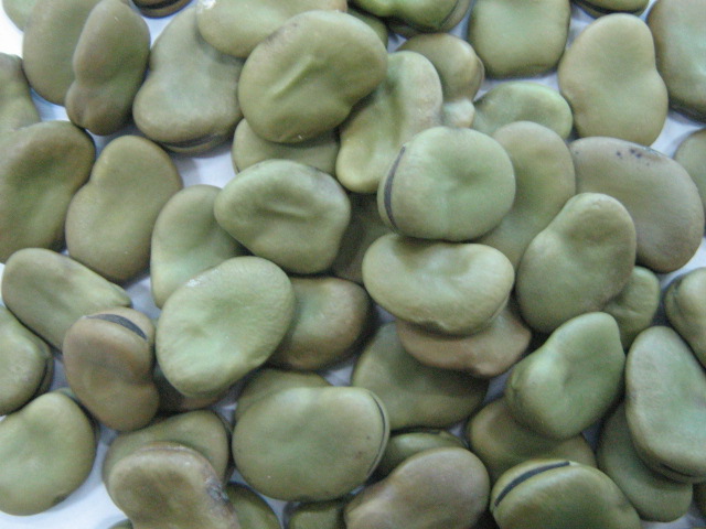 Broad Beans