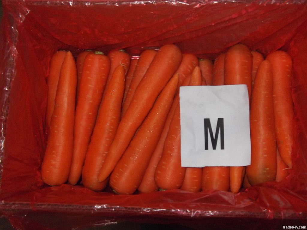 2011 fresh carrot