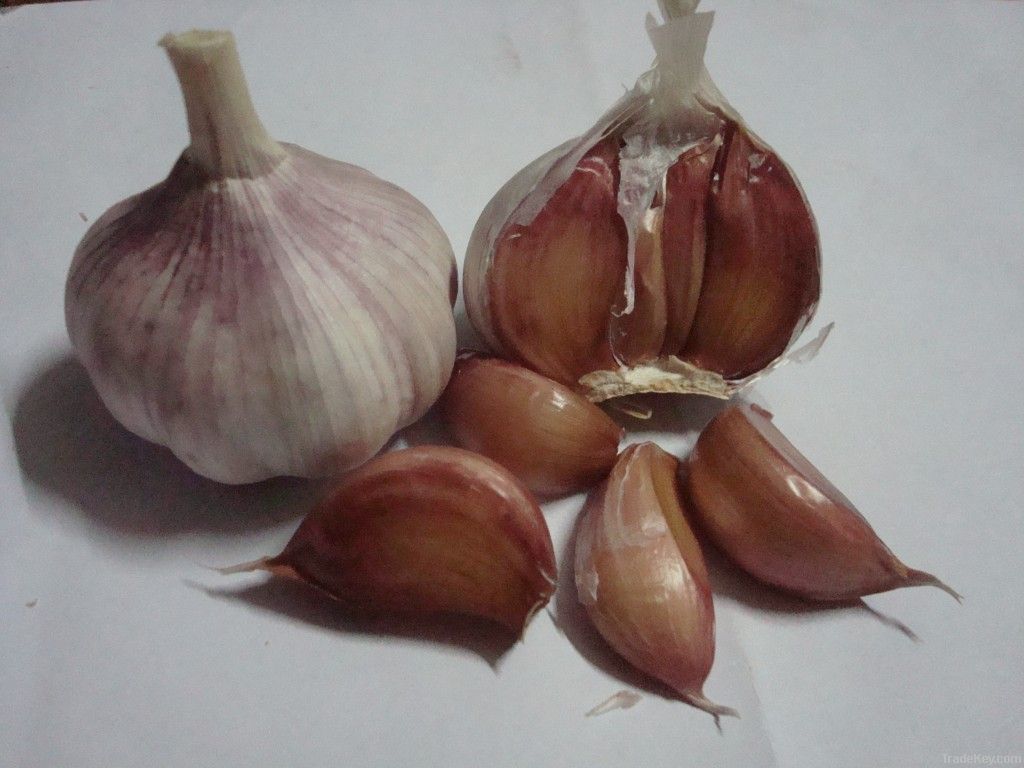 2011 China fresh garlic