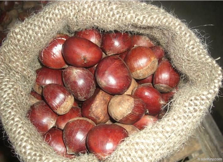 2011 fresh chestnuts