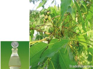 Eucalyptus oil