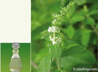 Peppermint Oil