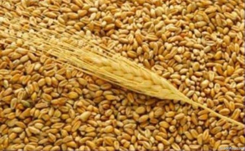 Wheat | Wheat exporter | Wheat distributor | Wheat wholesaler | Wheat supplier | Wheat importer |  Wheat |Wheat for sale | long grain Wheat exporter | buy Wheat online | Wheat for sale |  Wheat exporter | Wheat wholesaler | long grain Wheat buyer |  Wheat