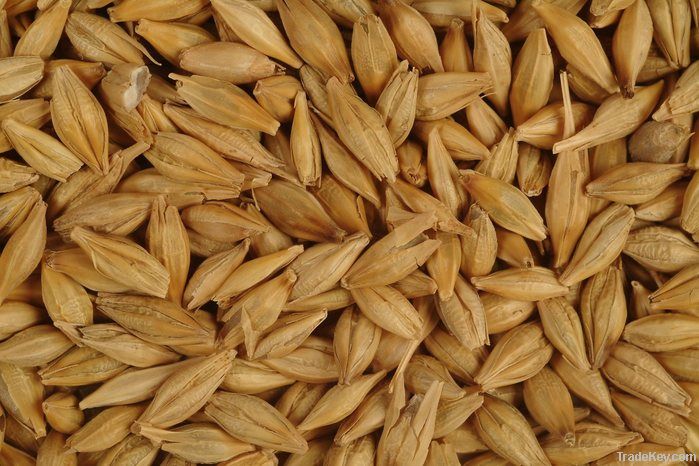 Grains barley