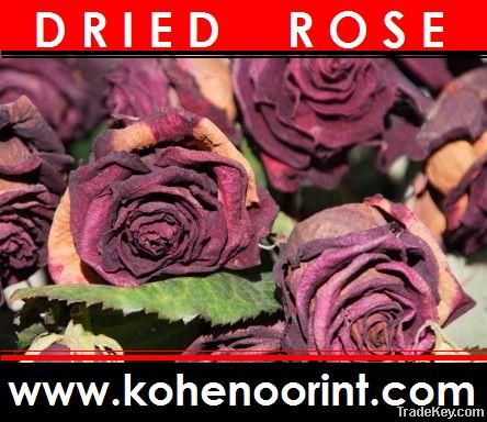 Dried Rose