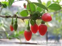 goji berry