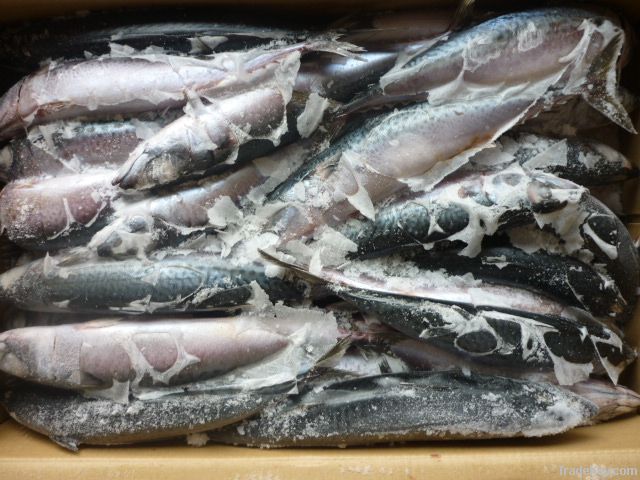 forzen mackerel