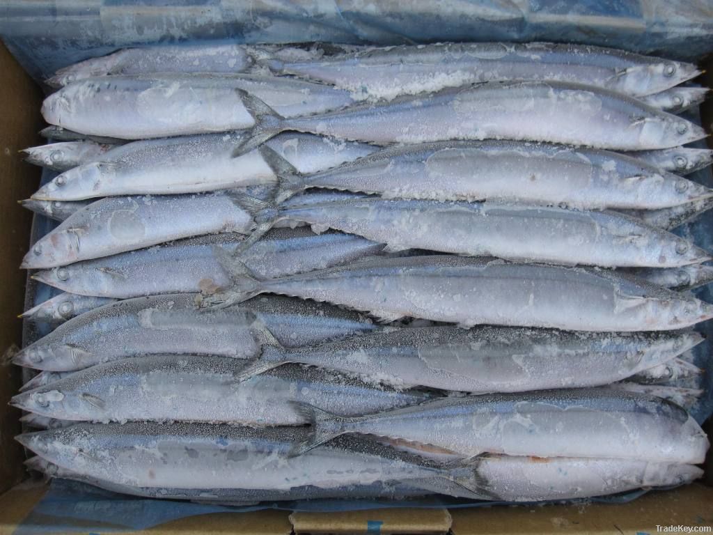pacific saury, mackerel pike