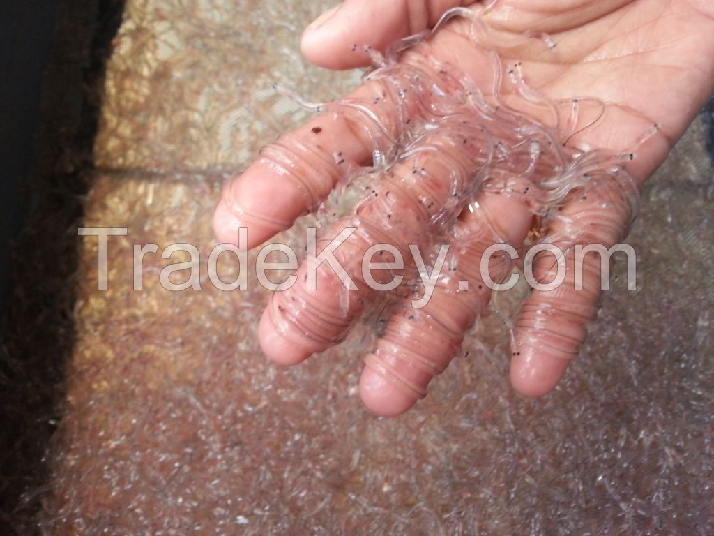 Live Glass Eels