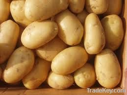 Fresh Potatoes