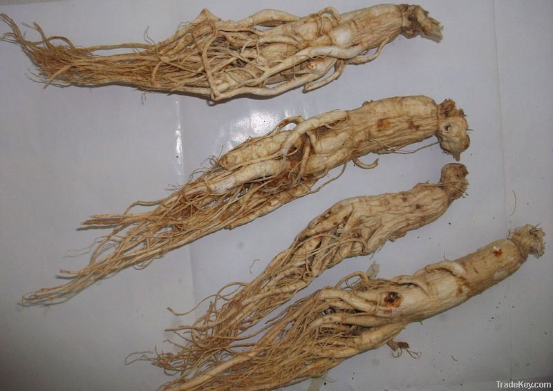 Ginseng