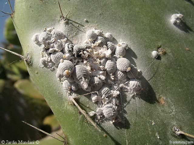 cochineal raw material