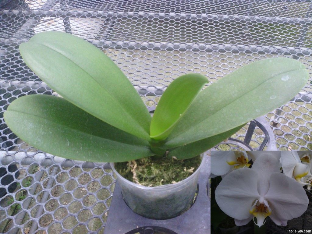 phalaenopsis seedling