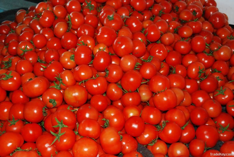 Tomato paste in drum