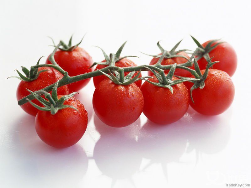 Tomato paste in drum